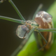 A long-jawed spider holding a droplet of water in its mouthparts.